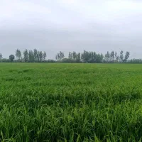 فروش-زمین-کشاورزی