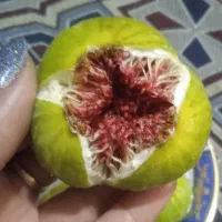انجیر خوش طعم