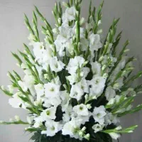 تاج گل و جام و سبد گل