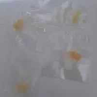 گوشگیر|پرنده|بندرعباس, |دیوار