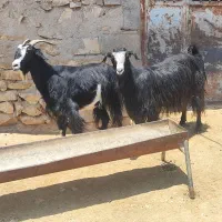 بز درجه یک