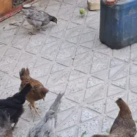 مرغ خونگی کاکولی بومی