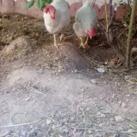 مرغ تخم گزار
