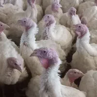 بوقلمون زنده گوشتی فریمان