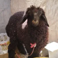 بره ماده