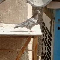 کبوتر پرشی معاوضه ماده دمگیر