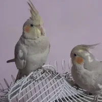 عروس هلندی