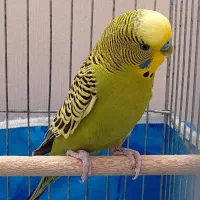 مرغ عشق نر با کیفیت(زیبا)
