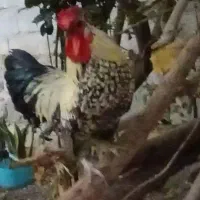 مرغ کرک