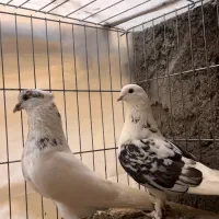 کبوتر کفتر