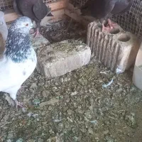 بهبهانی وماده پلاکی