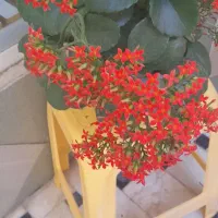 گلهای طبیعی