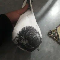 طوقی باشی سپه نر