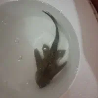 لجن خوار و آکواریوم
