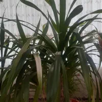 گل آبشاری زیبا
