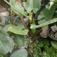 گل خیابان کاوه اول پژوهش