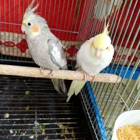 دو عدد عروس هلندی
