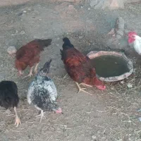 جوجه خروس دوایی