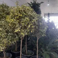 نهالستان خطیبی کمربندی اتوبان امام رضا