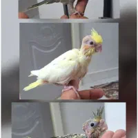 مرغ عشق جوجه