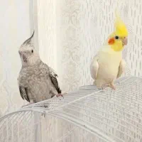 جفت عروس رنگ خاص و سخنگو