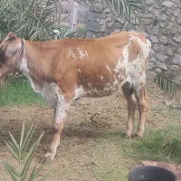 فروش گستر ماده یک سال نیم به بالا