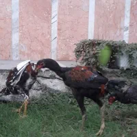 لاری افغان ۷ ماهه