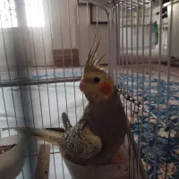 عروس هلندی با قفس  ماده