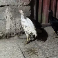 مرغ و خروس لاری