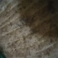 نان خشک دارم