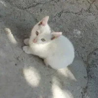 دو جفت گربه