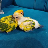 جوجه طوطی خورشیدی
