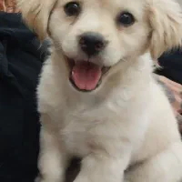 شیواوا شیتزو