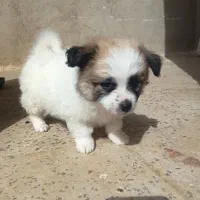 سگ پامر