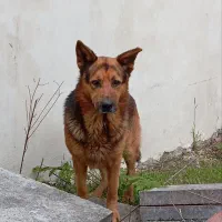 سگ ژرمن شپرد