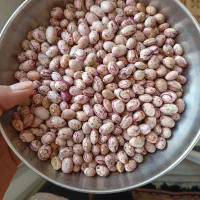 لوبیا چیتی کوشا