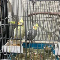 عروس هلندی جفت کارداده