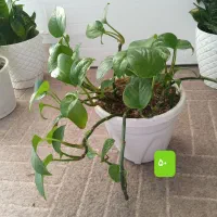گل طبیعی قیمت مناسب