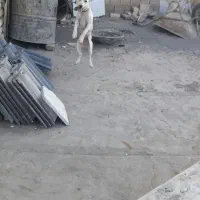 سگ پاکوتاه