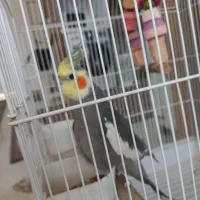 عروس هلندی