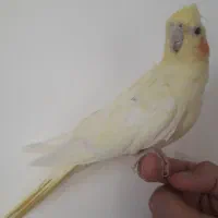 لوتینو زعفرانی ماده