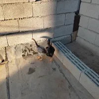 جوجه اوشامو
