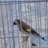 سره