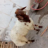 بره
