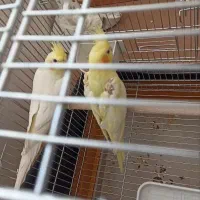 جفت عروس هلندی کار داده