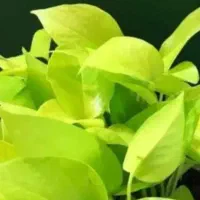 نصاب گرین وال/دیوار سبز