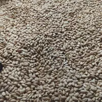 گردو /بادام/روغن بادام تلخ