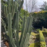 کاکتوس با طول عمر 20 سال