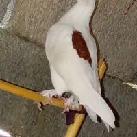 کبوتر معاوضه با گردن بند زندان بافت