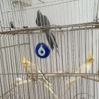 ۴عدد عروس هلندی زیبا به علت نداشتن وقت